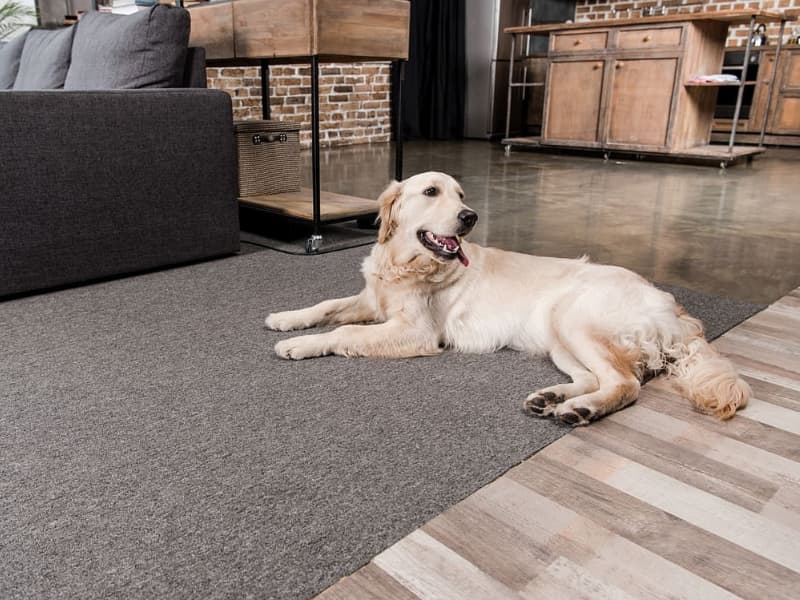 A Dog on a Carpeted Floor